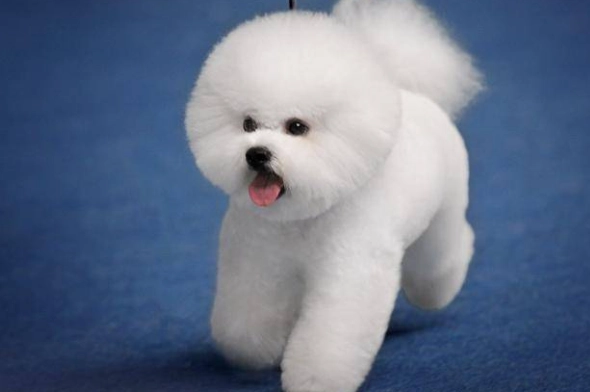 比熊貴賓混血飼養