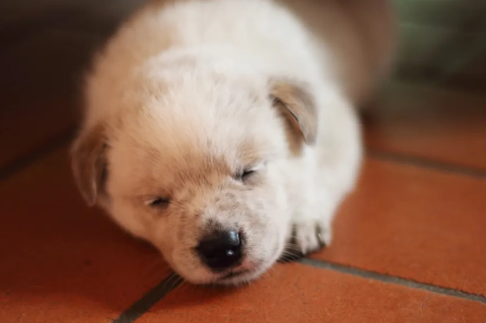 狗狗益生菌好處 狗狗益生菌好處
