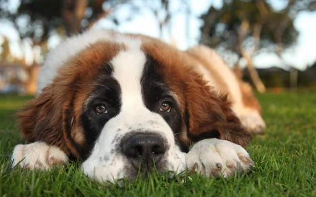 狗狗鬧脾氣原因