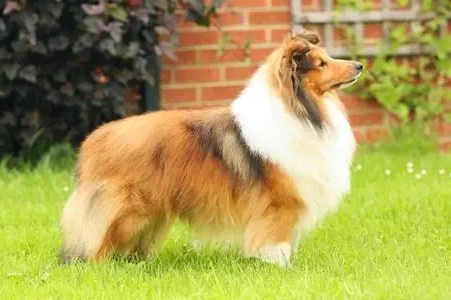 喜樂蒂牧羊犬飼養