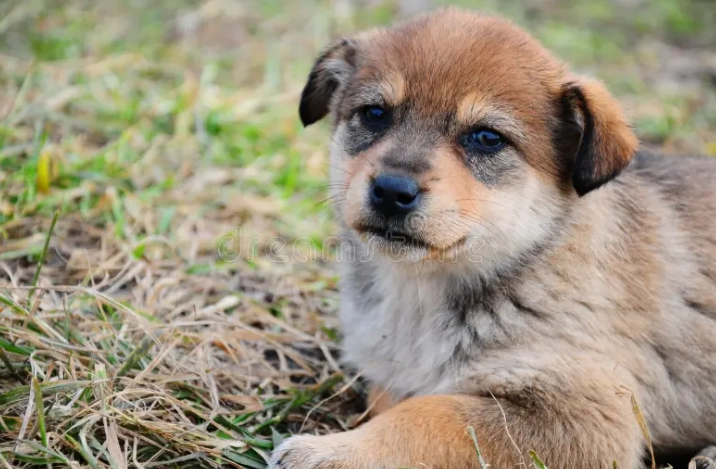 體內驅蟲藥使用方法 體內驅蟲藥使用方法