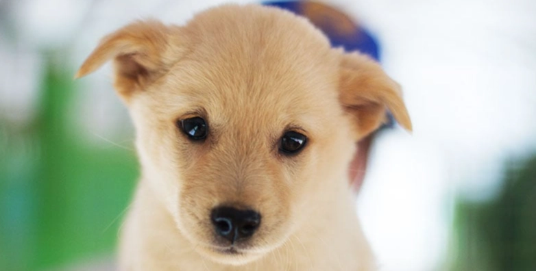 狗狗吃益生菌功效 狗狗吃益生菌功效