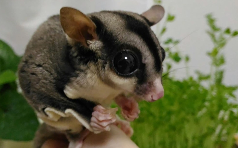 蜜袋鼯飼養注意事項