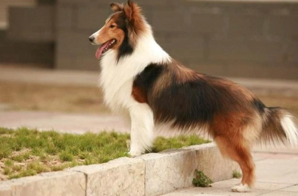 香港喜樂蒂牧羊犬飼養