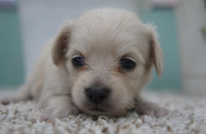 狗狗益生菌劑量 狗狗益生菌劑量