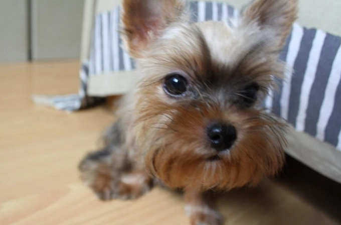 狗狗結紮恢復時間