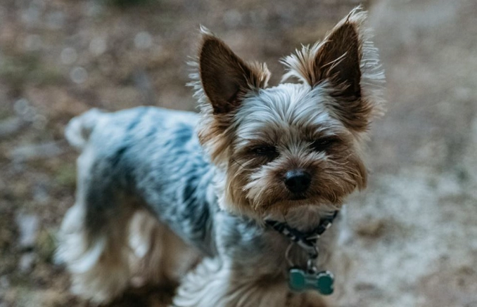 狗狗結紮恢復時間