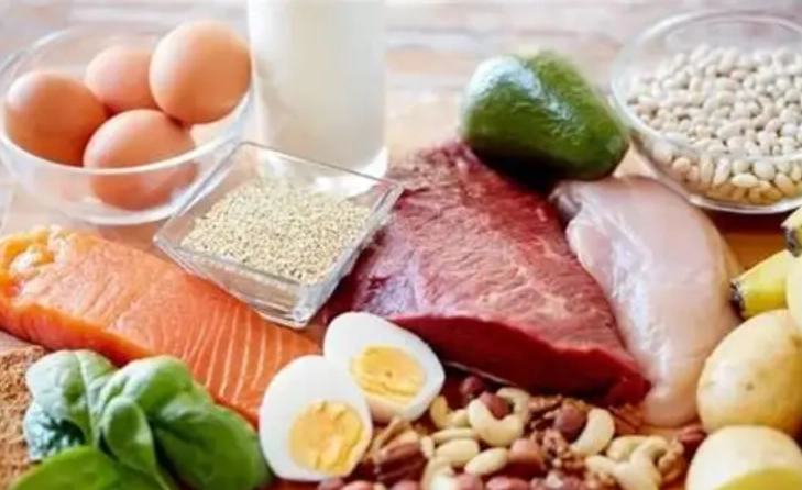 狗狗蛋白質需求