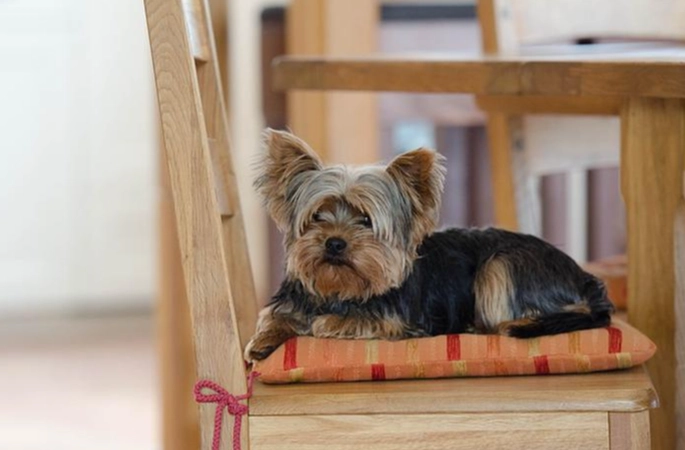 狗狗沒精神原因