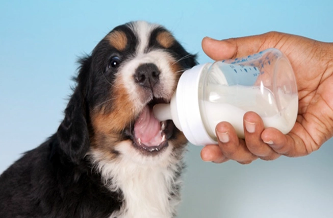 狗狗喝羊奶好處