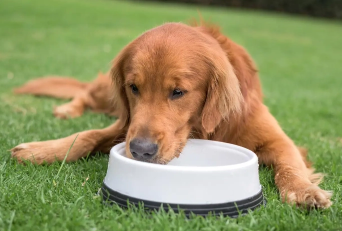 咖啡因狗狗中毒