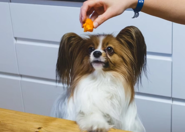 狗狗吃芒果安全嗎