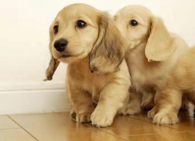 狗狗抽搐原因 狗狗抽搐原因