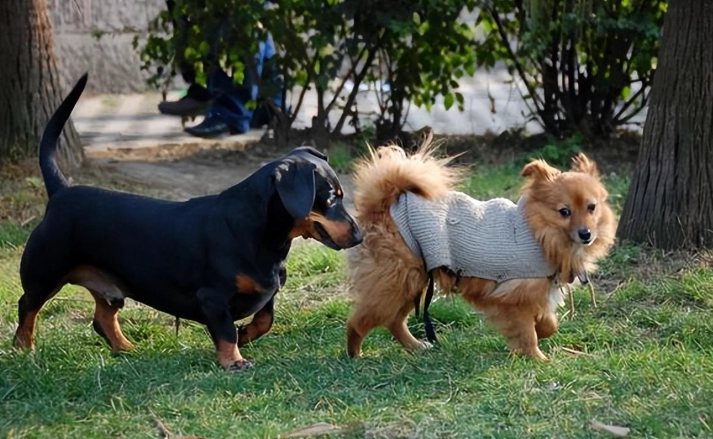 寵物偏好 寵物偏好