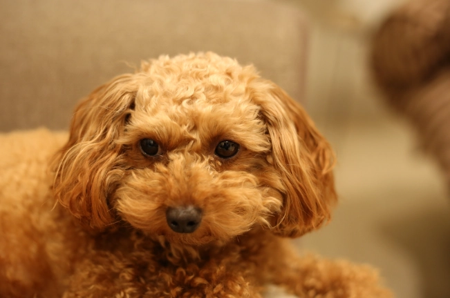 寵物狗壽命評估