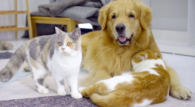 寵物飼養成本比較
