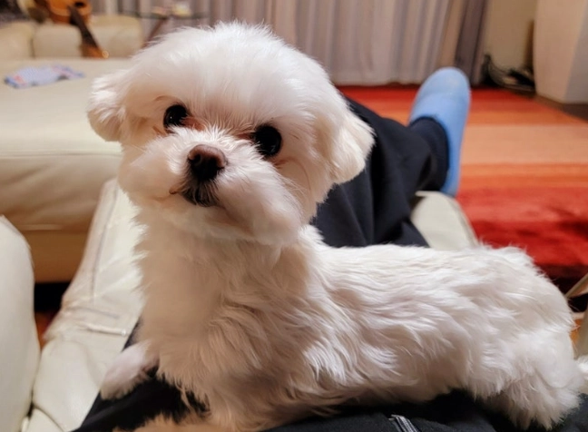 馬爾濟斯聰明度