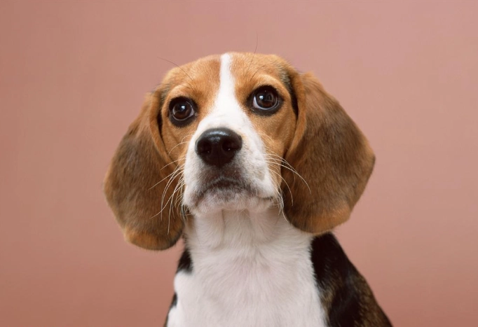 狗狗眼睛紅紅的原因