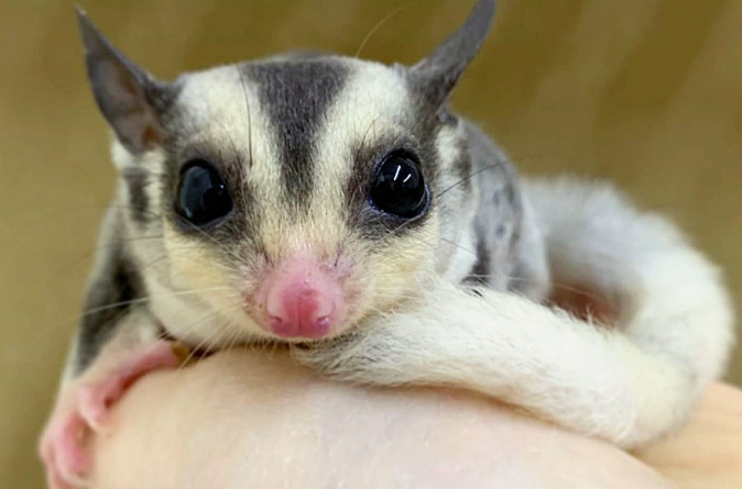 蜜袋鼯健康問題