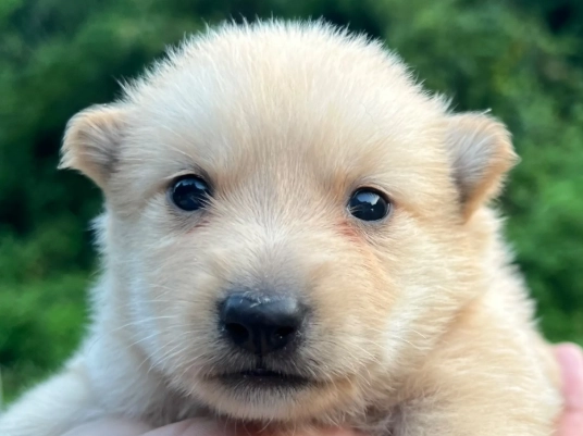 狗狗吃益生菌功效 狗狗吃益生菌功效