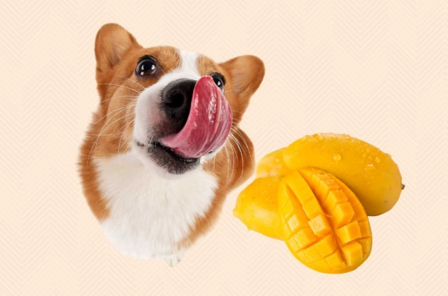 芒果乾對狗的影響