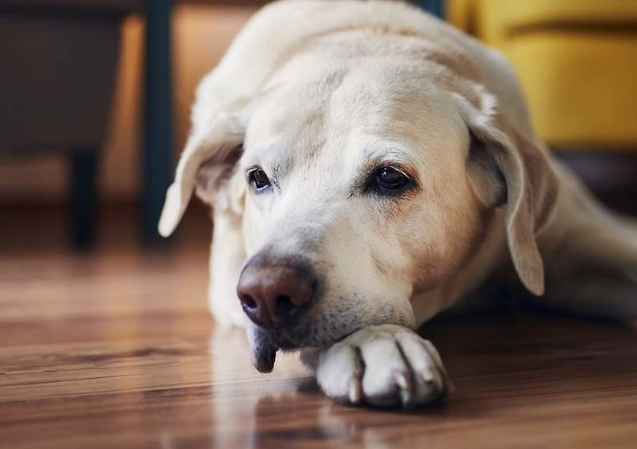 狗呼吸聲大原因