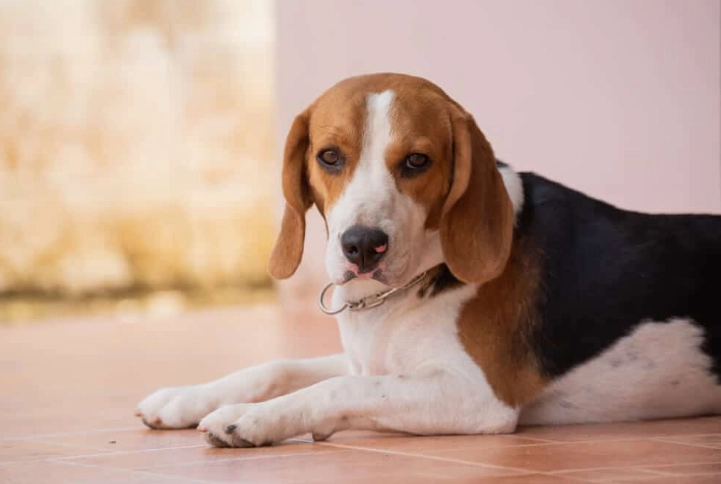 小型獵犬推薦 小型獵犬推薦
