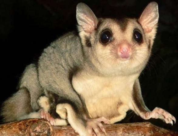 蜜袋鼯臭味處理