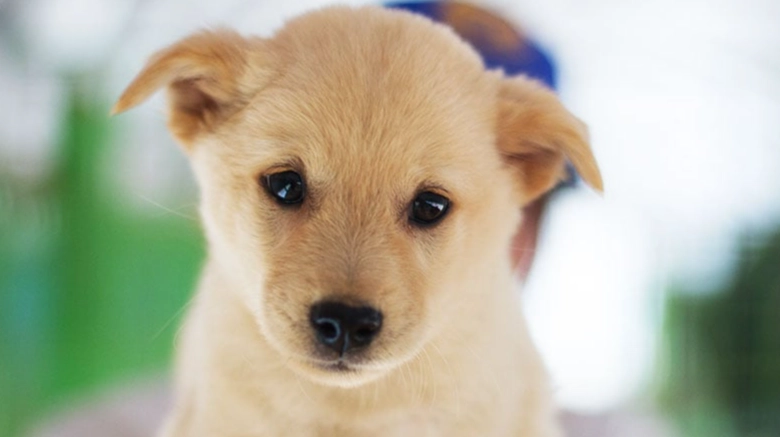 益生菌怎麼餵狗 益生菌怎麼餵狗