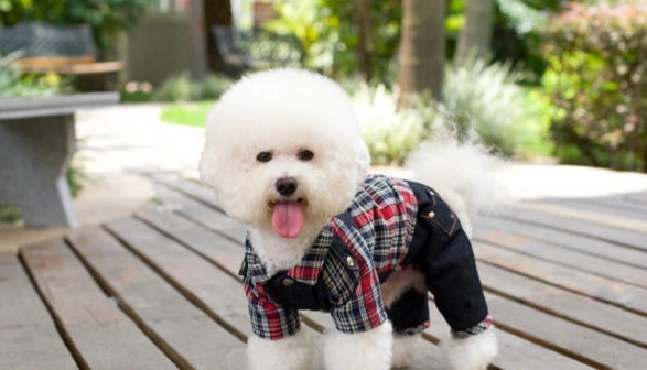 貴賓犬標準體型 貴賓犬標準體型