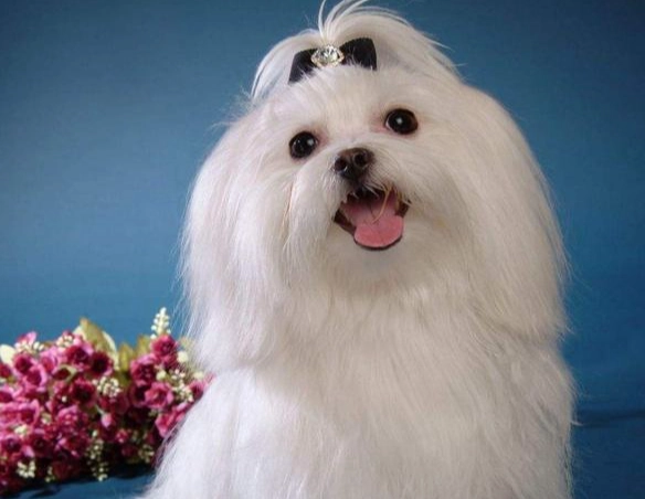 馬爾濟斯洗澡頻率