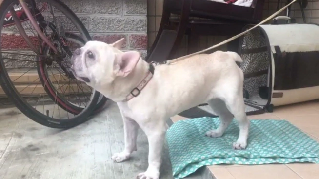 狗狗鬧脾氣處理