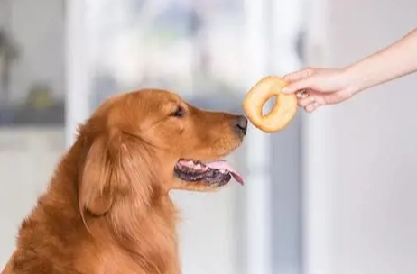 如何處理狗狗記仇