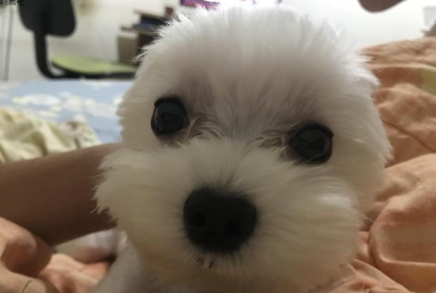 馬爾濟斯飼養技巧