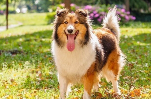 喜樂蒂牧羊犬飼養