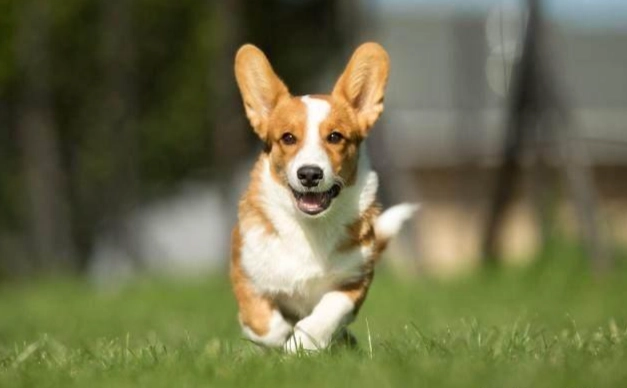 狗狗胰臟炎治療