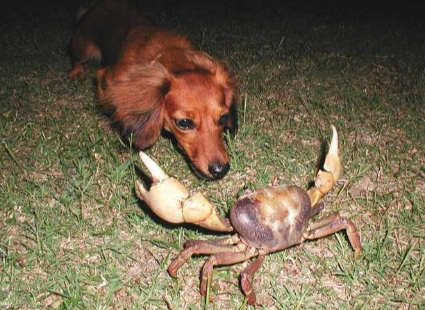 狗吃蝦殼安全嗎