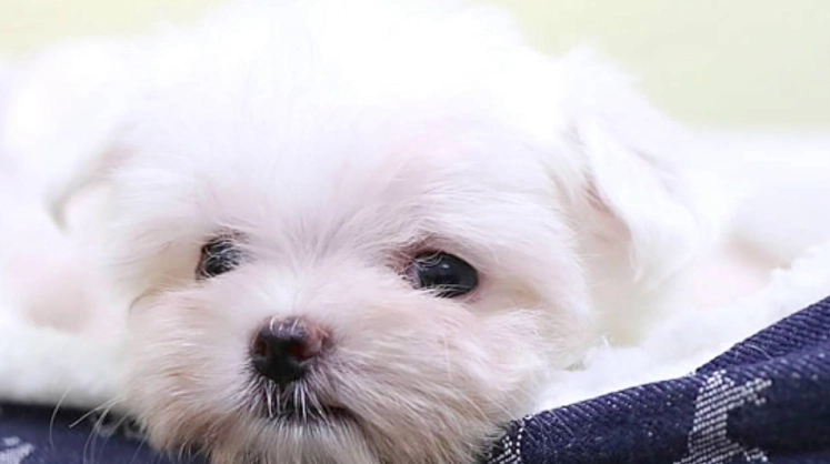 馬爾濟斯聰明度