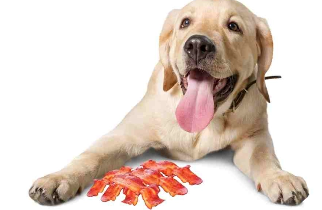 狗狗海鮮飲食 狗狗海鮮飲食