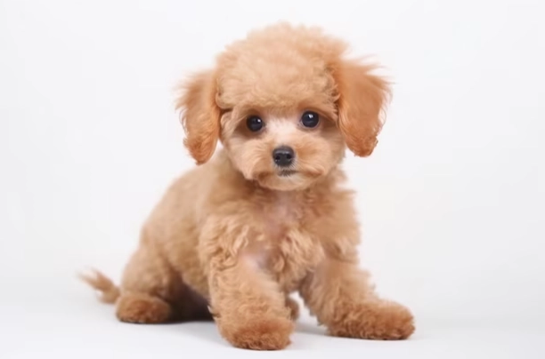 迷你貴賓犬壽命