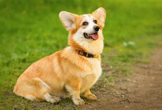 狗狗眼睛紅紅預防