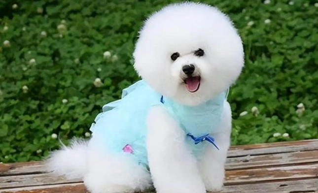 比熊貴賓混種犬