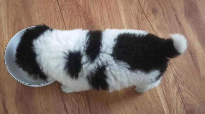 公狗結紮後照顧