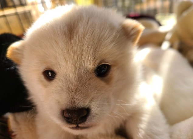 如何選擇狗狗驅蟲藥