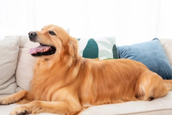 大型犬飼料比較