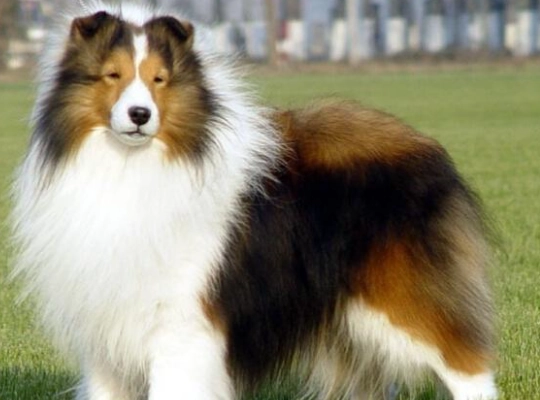 喜樂蒂牧羊犬大小 喜樂蒂牧羊犬大小