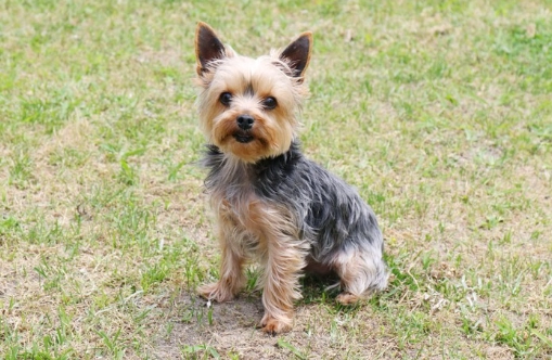 約克夏聰明度 約克夏聰明度