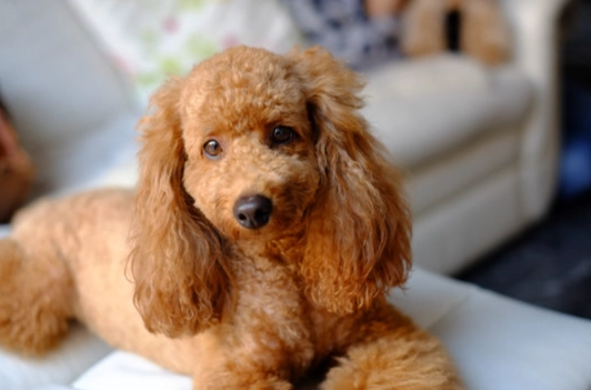 紅貴賓年齡計算