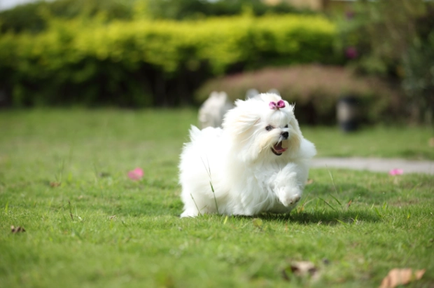 馬爾濟斯犬飼養
