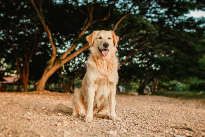 黃金獵犬洗澡頻率 黃金獵犬洗澡頻率
